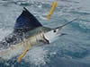 pesca puerto vallarta, pesca en  bahia banderas