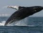 Avistamiento de Ballenas, Puerto Vallarta 