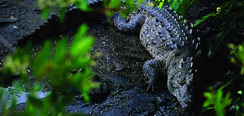 Cocodrilario Ixtapa Zihuatanejo