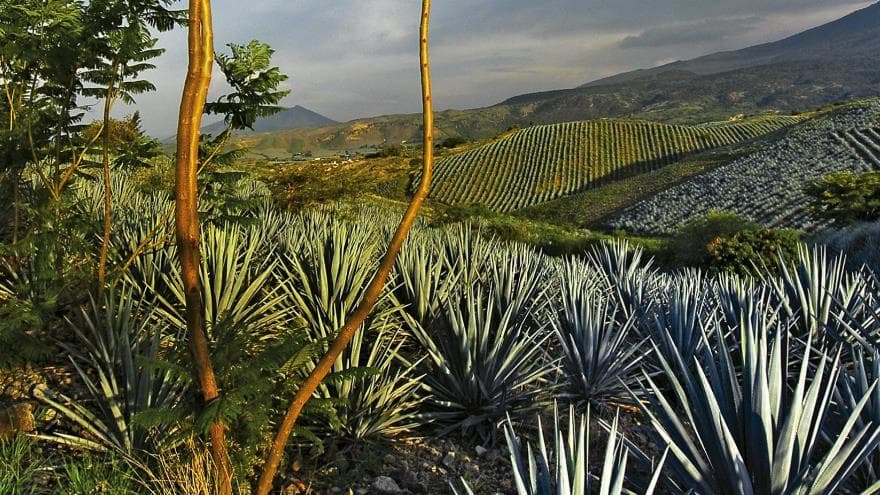 Tequila Jalisco