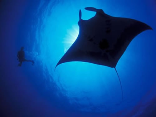 manta, fotos de la paz, galeria de imagenes de la paz baja california