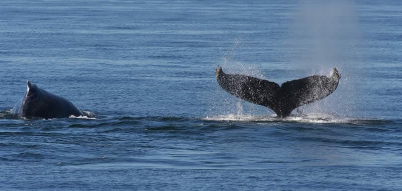 Avitamiento de Ballenas