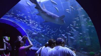Acuario de Veracruz